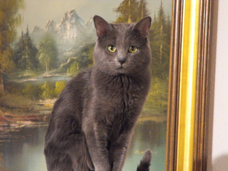 gray cat in front of painting
