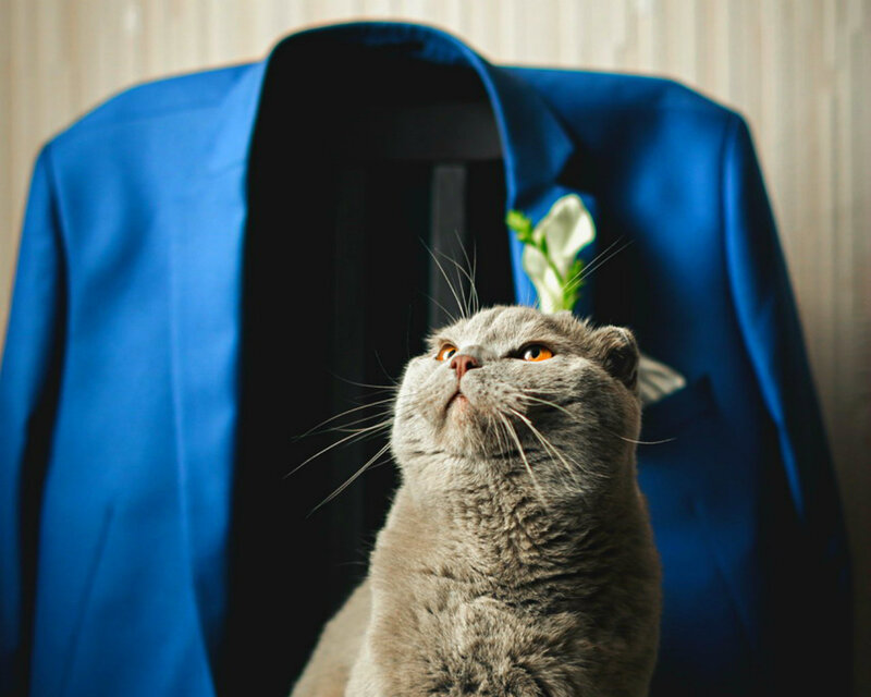 Gray Cat in Front of Suit