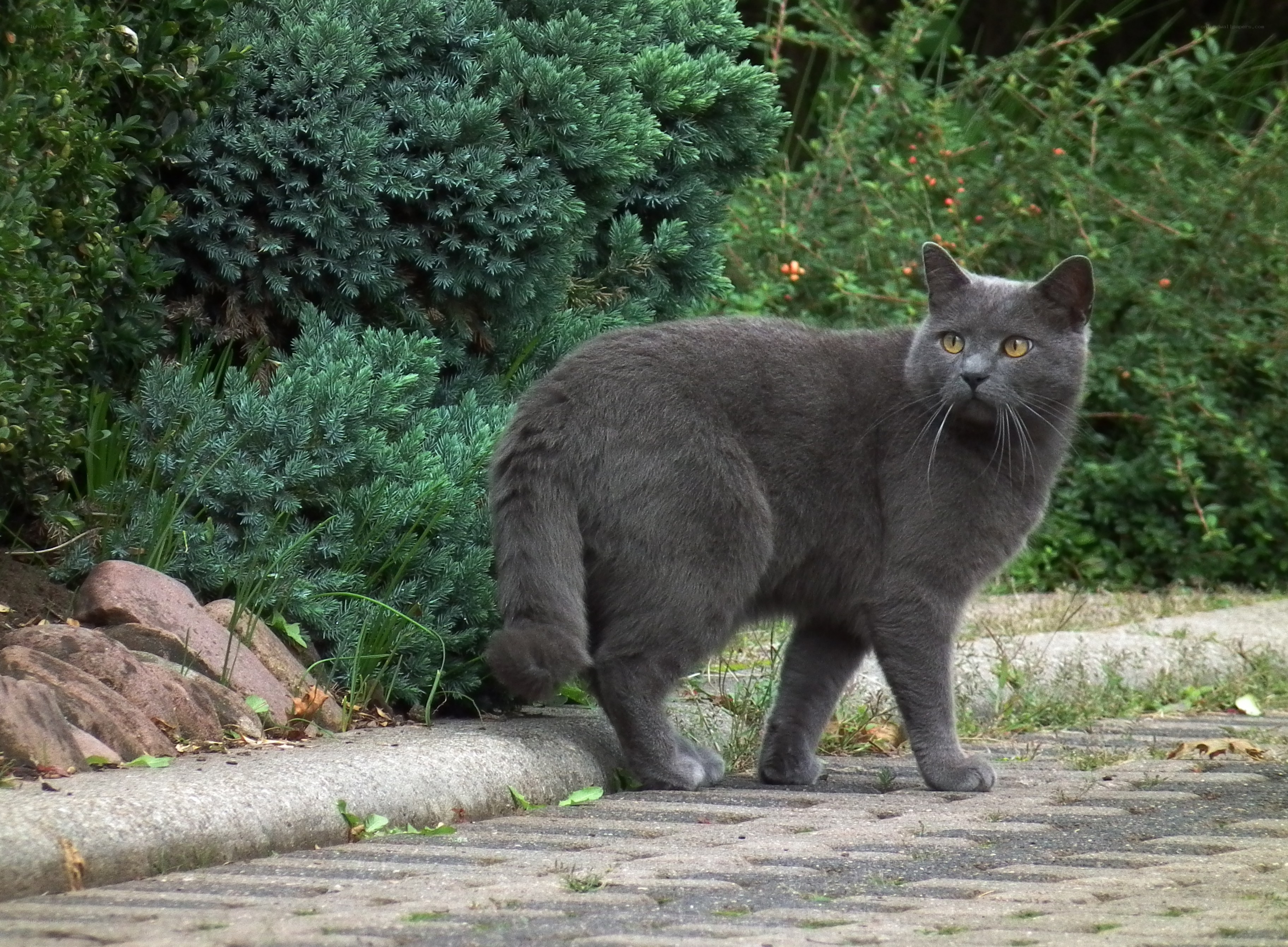 gray cat in garden