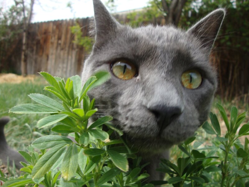 gray cat in garden