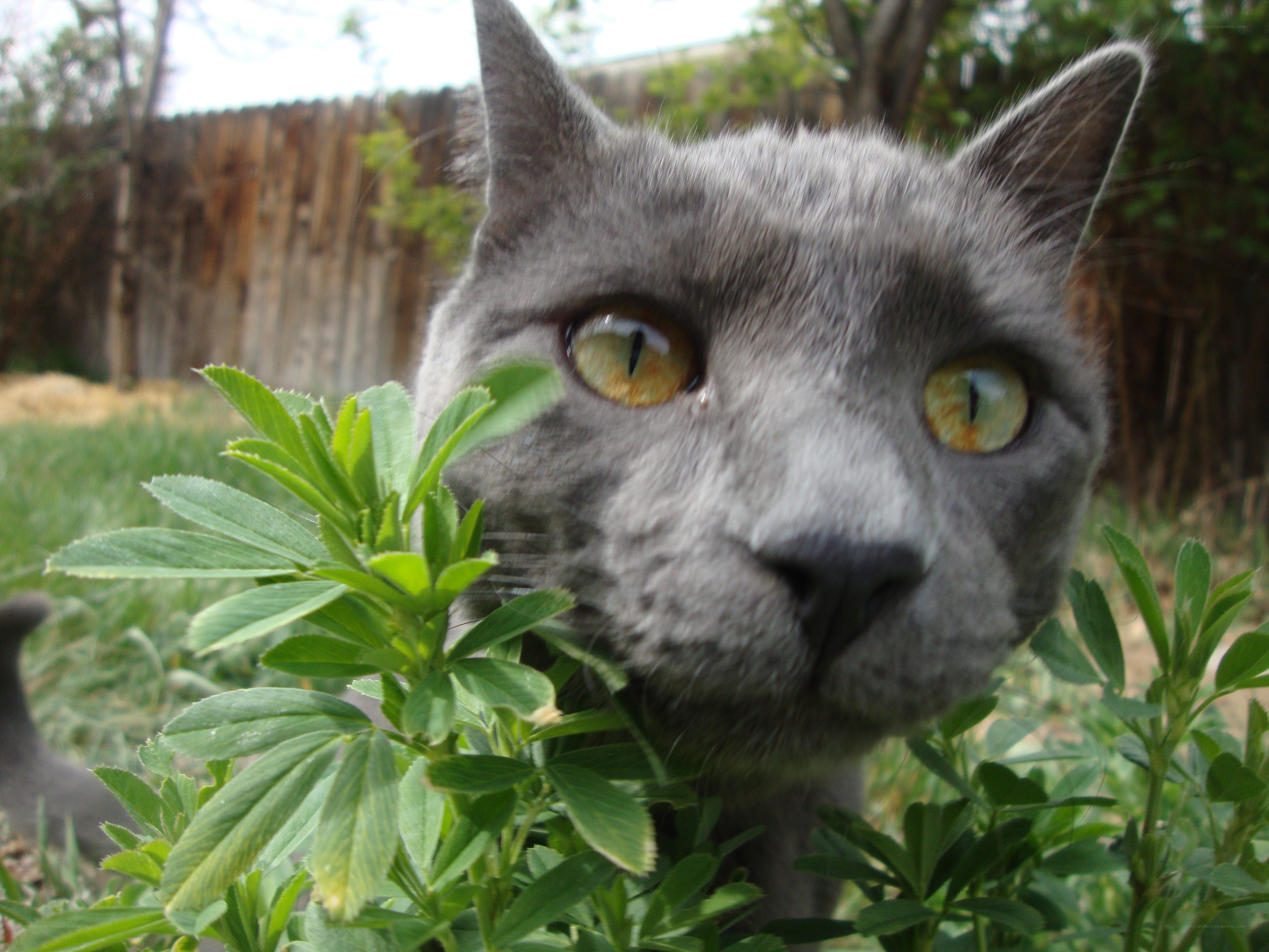 gray cat in garden