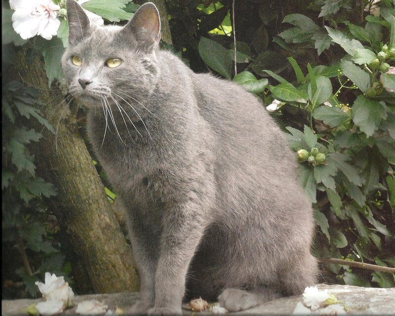 Gray Cat in Garden — Calm, Afternoon, Photograph