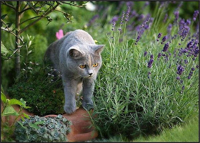 Gray Cat in Garden — Calm, Afternoon