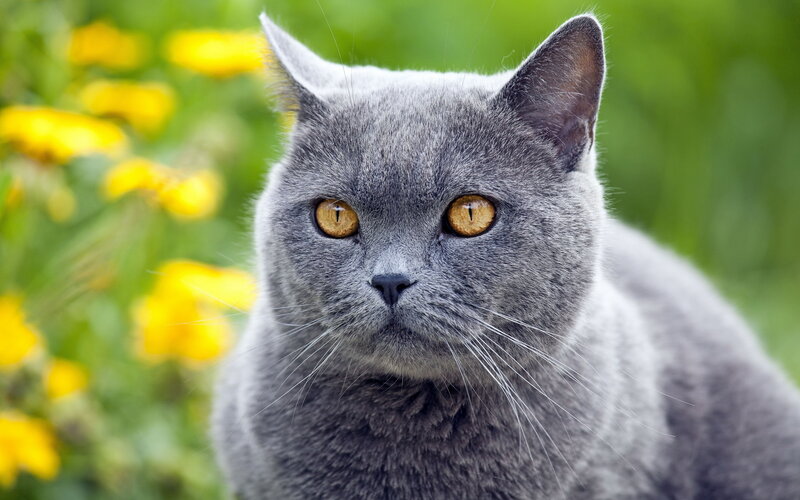 Gray Cat in Garden — Calm, Spring
