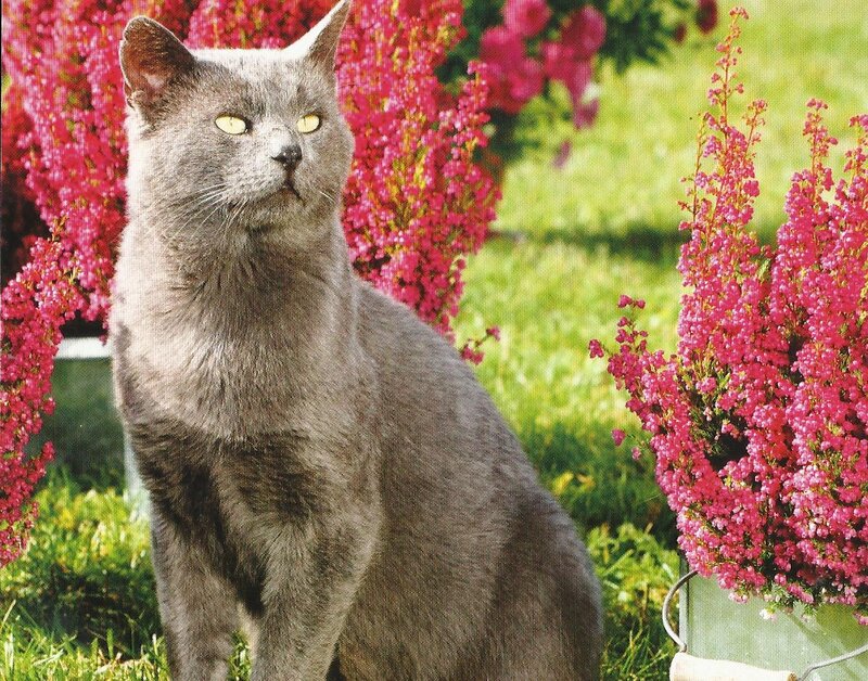 Gray Cat in Garden — Calm, Summer