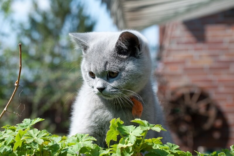 Gray Cat in Garden — Calm