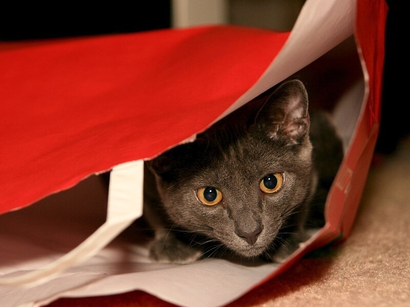 Gray Cat in Gift Bag