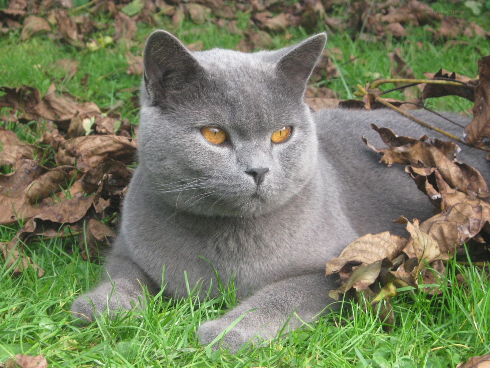 gray cat in grass