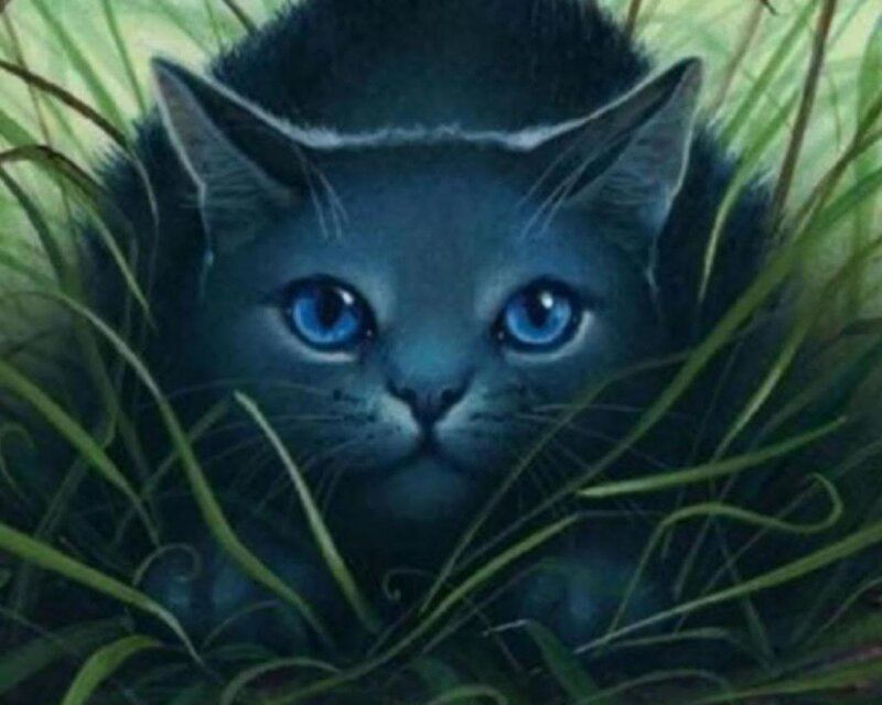 Gray Cat in Grass — Alert