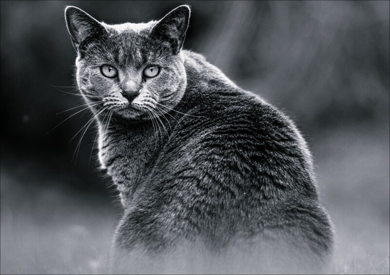 Gray Cat in Grass — Black