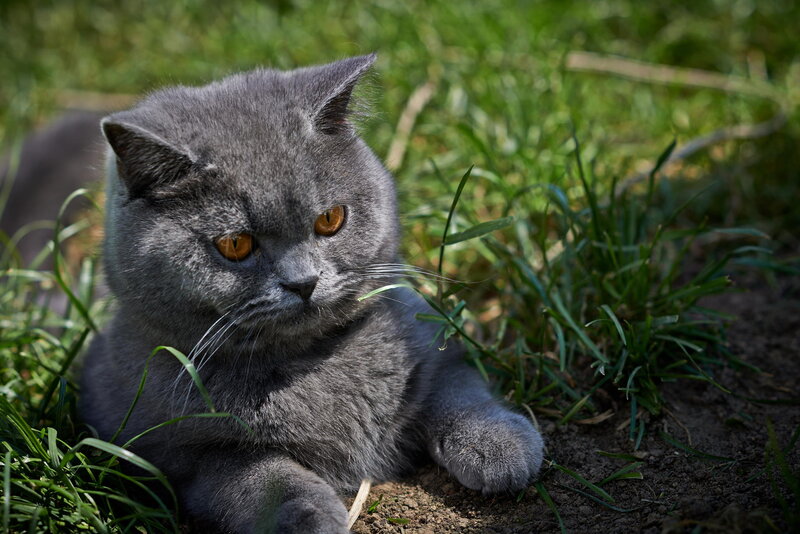 Gray Cat in Grass — Calm