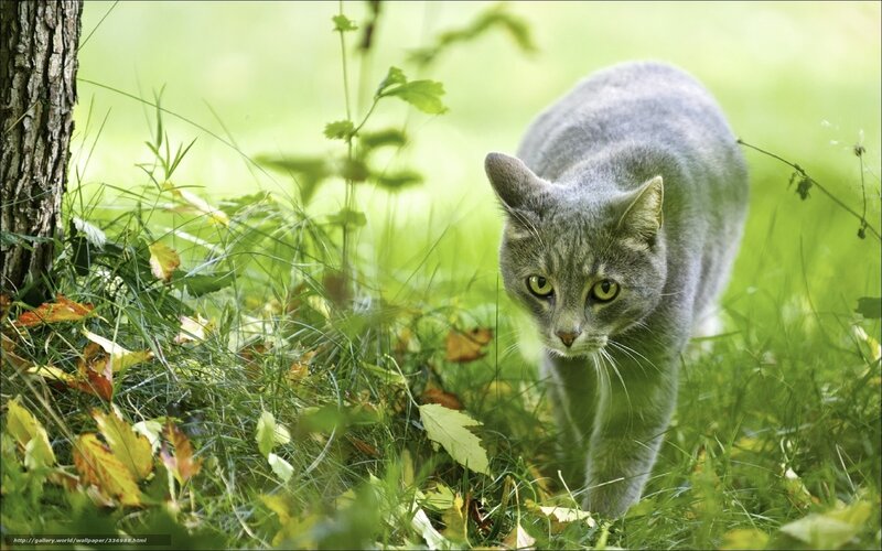 Gray Cat in Grass — Green, Alert, Afternoon, Photograph