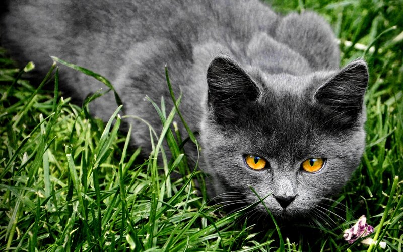 Gray Cat in Grass — Green, Alert, Afternoon