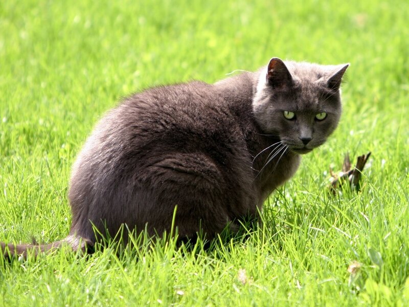 Gray Cat in Grass — Green, Alert