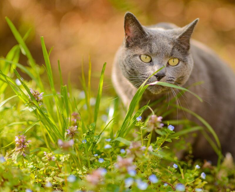 Gray Cat in Grass — Green, Calm, Afternoon, Photograph, Flowers