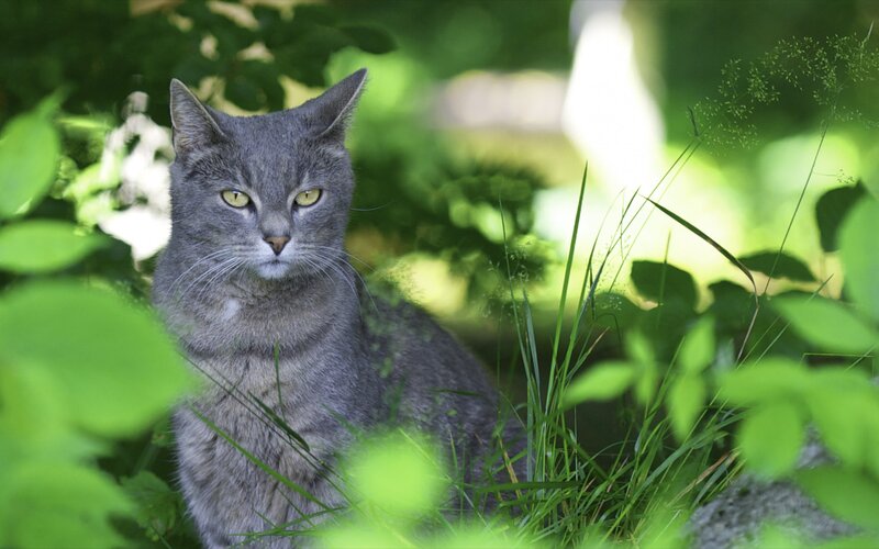 Gray Cat in Grass — Green, Calm, Afternoon, Photograph, Leaves