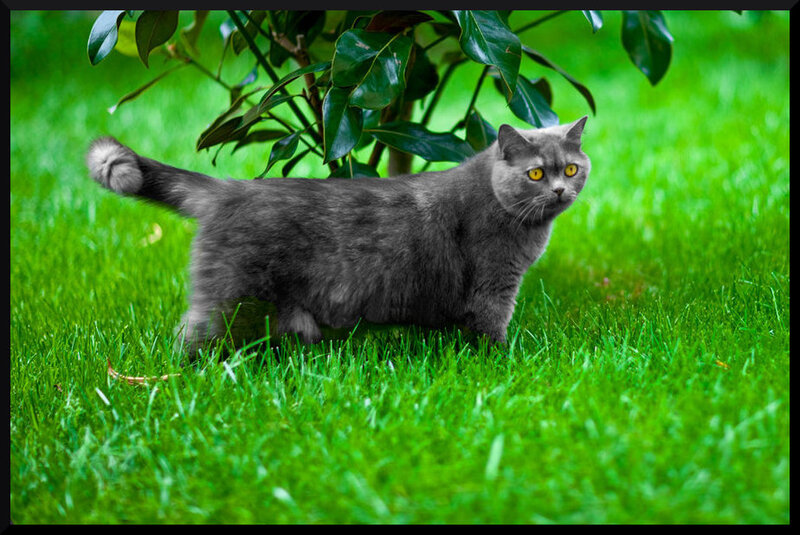 Gray Cat in Grass — Green, Calm, Afternoon, Photograph