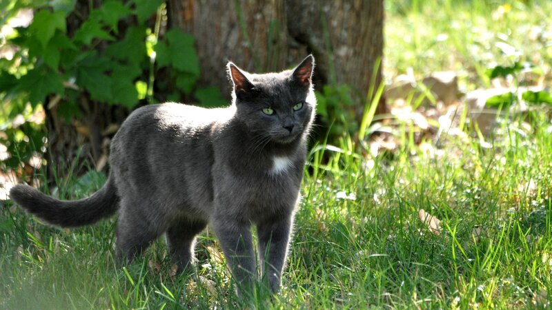 Gray Cat in Grass — Green, Calm, Afternoon, Photograph, Tree