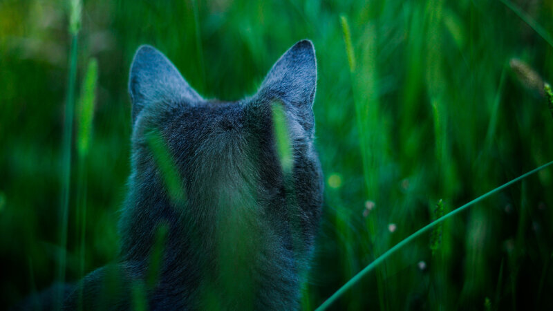 Gray Cat in Grass — Green, Calm, Afternoon
