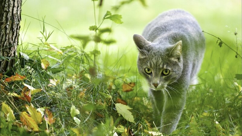 Gray Cat in Grass — Green, Calm, Autumn