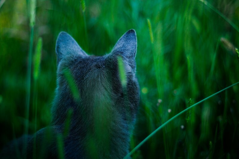 Gray Cat in Grass — Green, Calm, Night, Photograph
