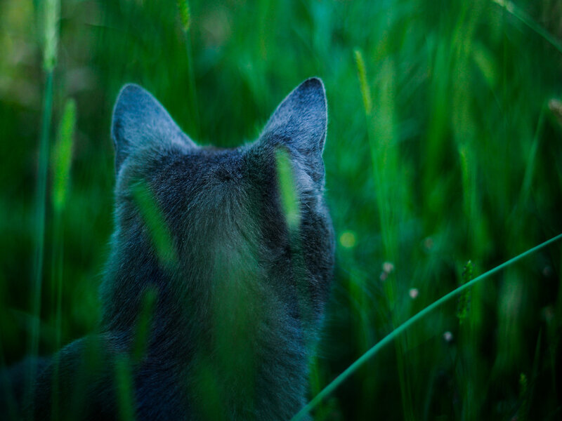 Gray Cat in Grass — Green, Calm, Night