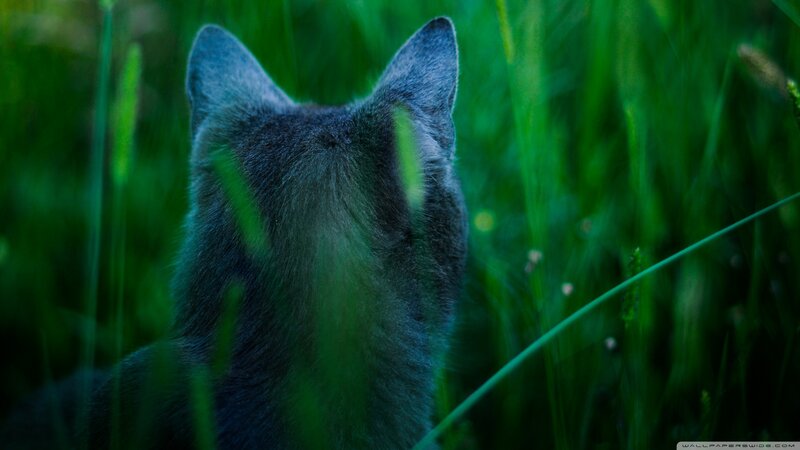 Gray Cat in Grass — Green, Calm, Photograph