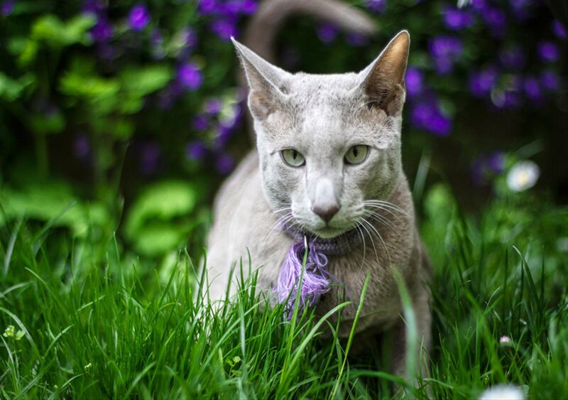 Gray Cat in Grass — Green, Calm, Spring, Photograph