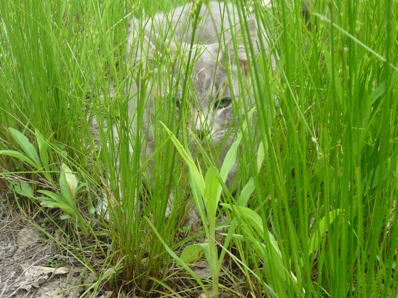 Gray Cat in Grass — Green, Calm, Spring