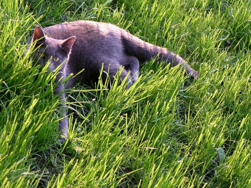 Gray Cat in Grass — Green, Calm