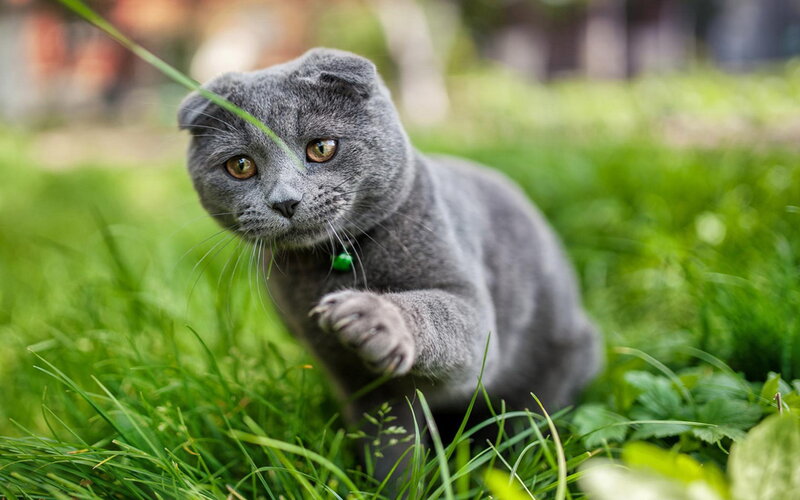 Gray Cat in Grass — Green, Playful, Afternoon
