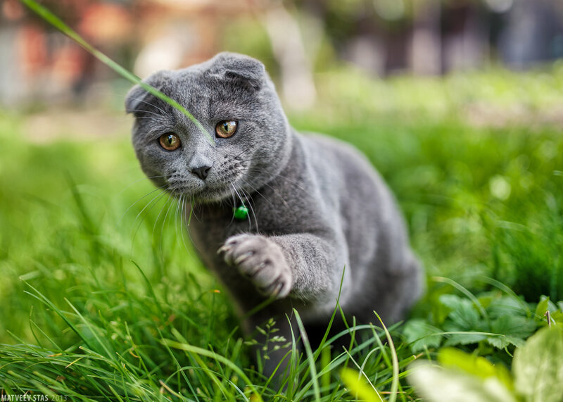 Gray Cat in Grass — Green, Playful