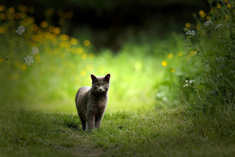Gray Cat in Grass — Green, Serene