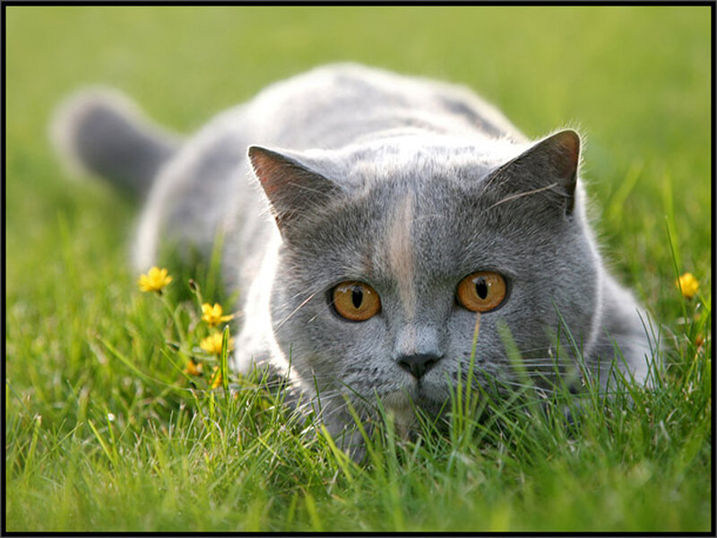 Gray Cat in Grass — Green