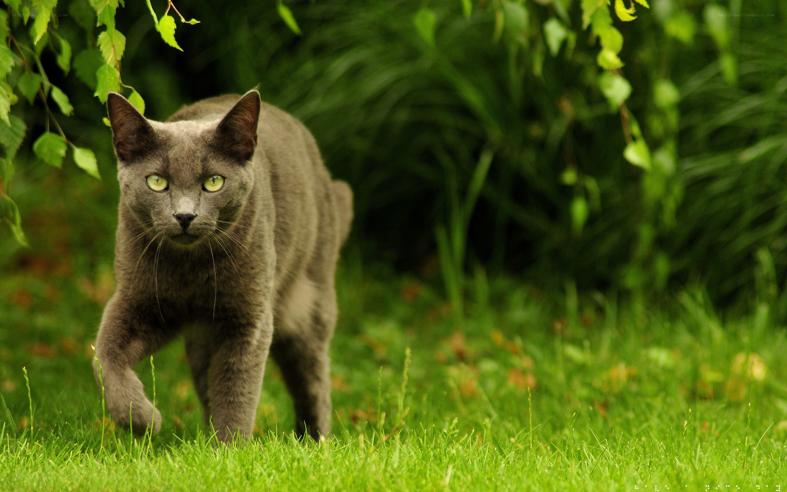 gray cat in green grass