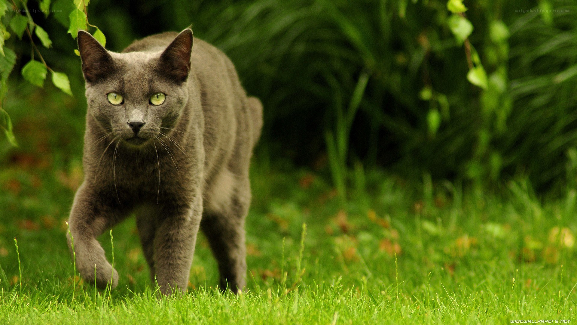 gray cat in green grass