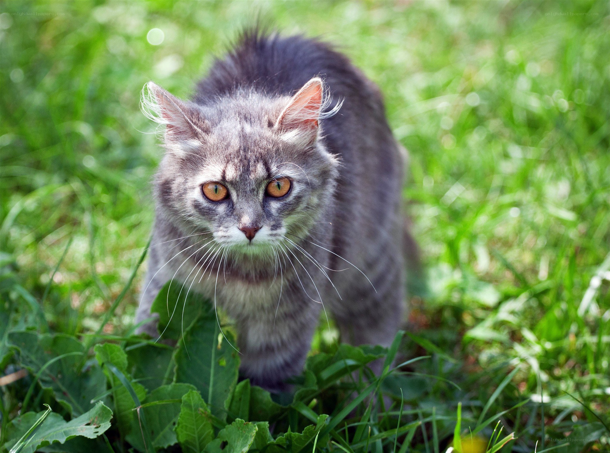 gray cat in green grass