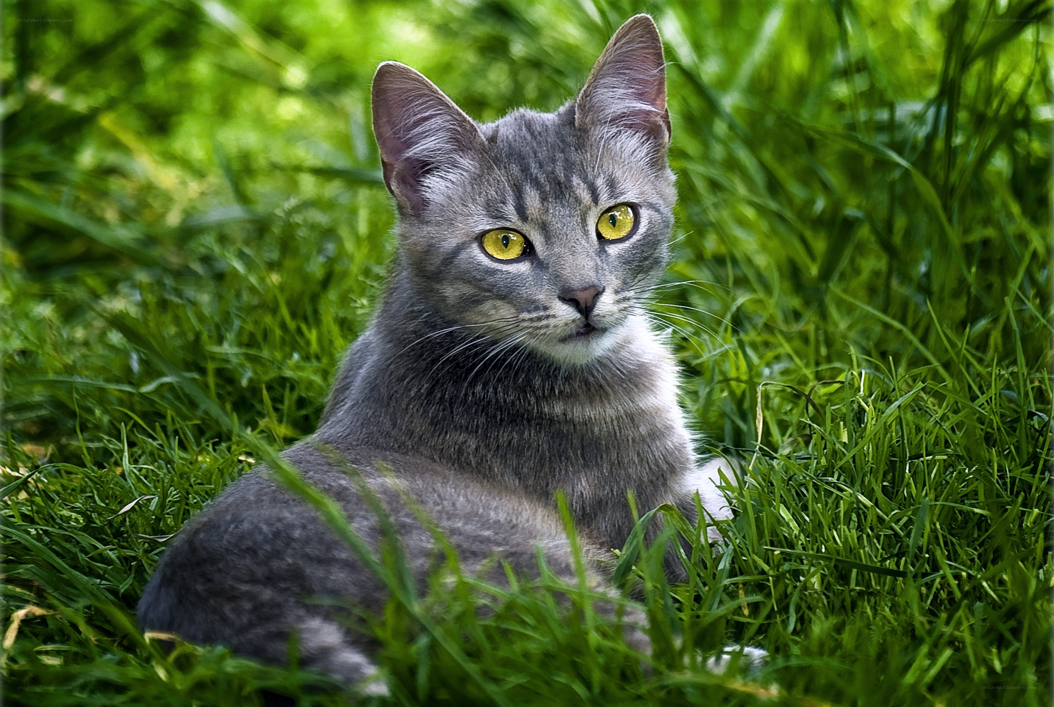 gray cat in green grass