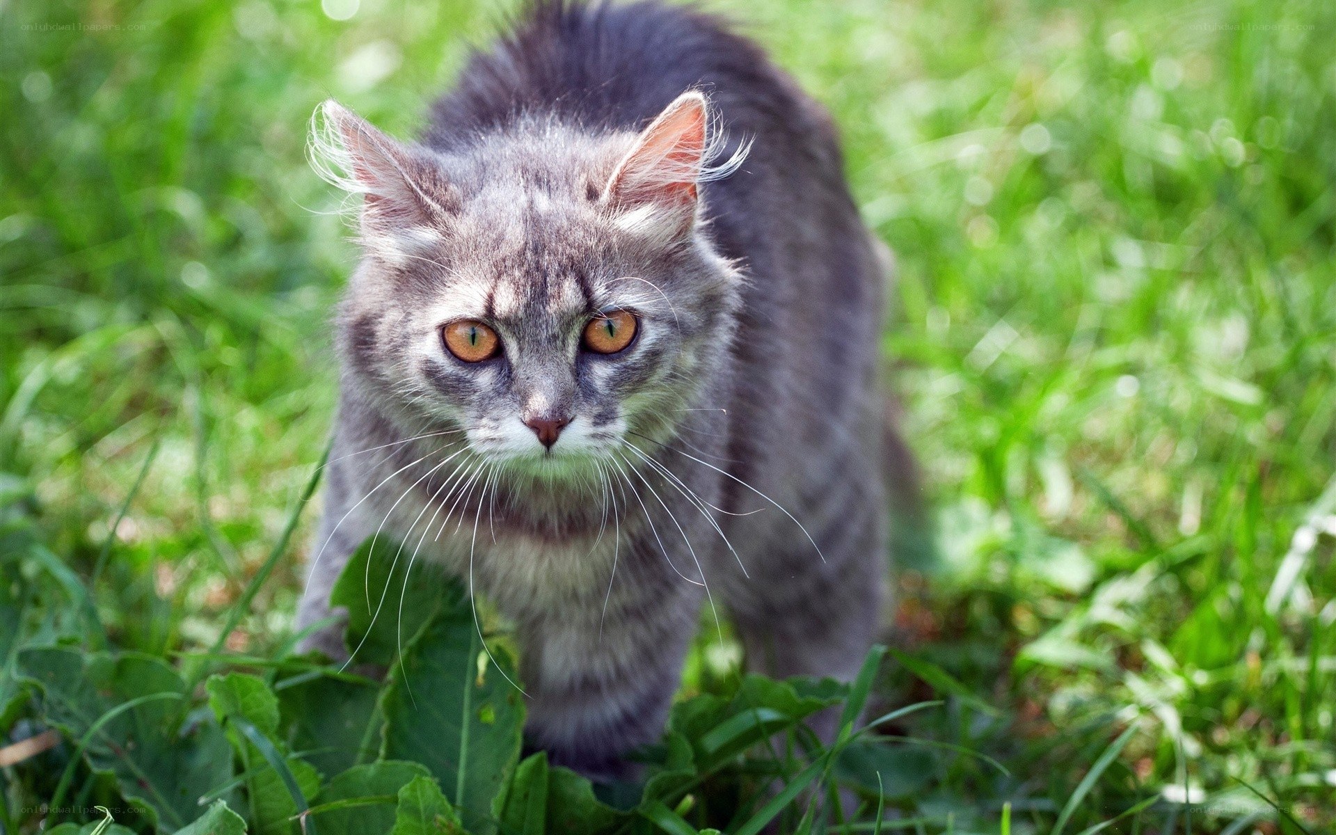 gray cat in green grass