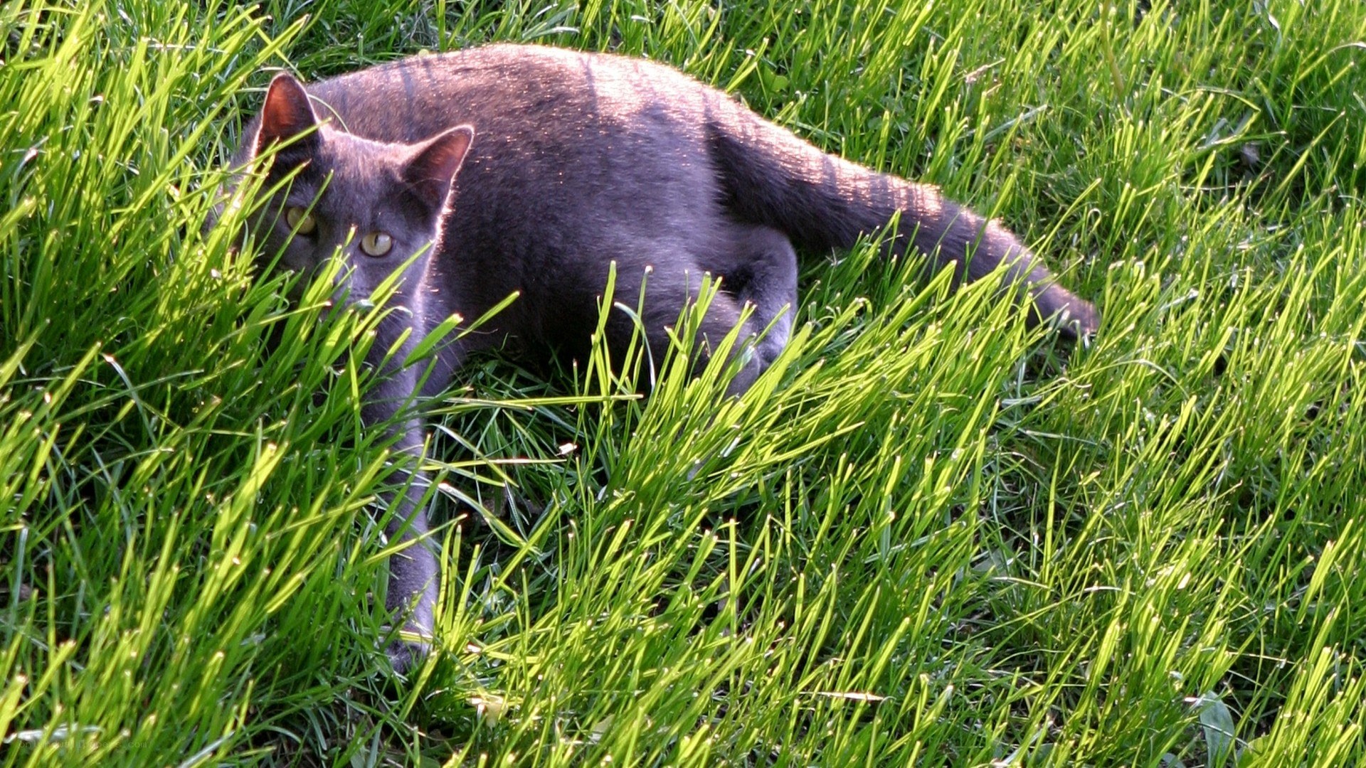 gray cat in green grass