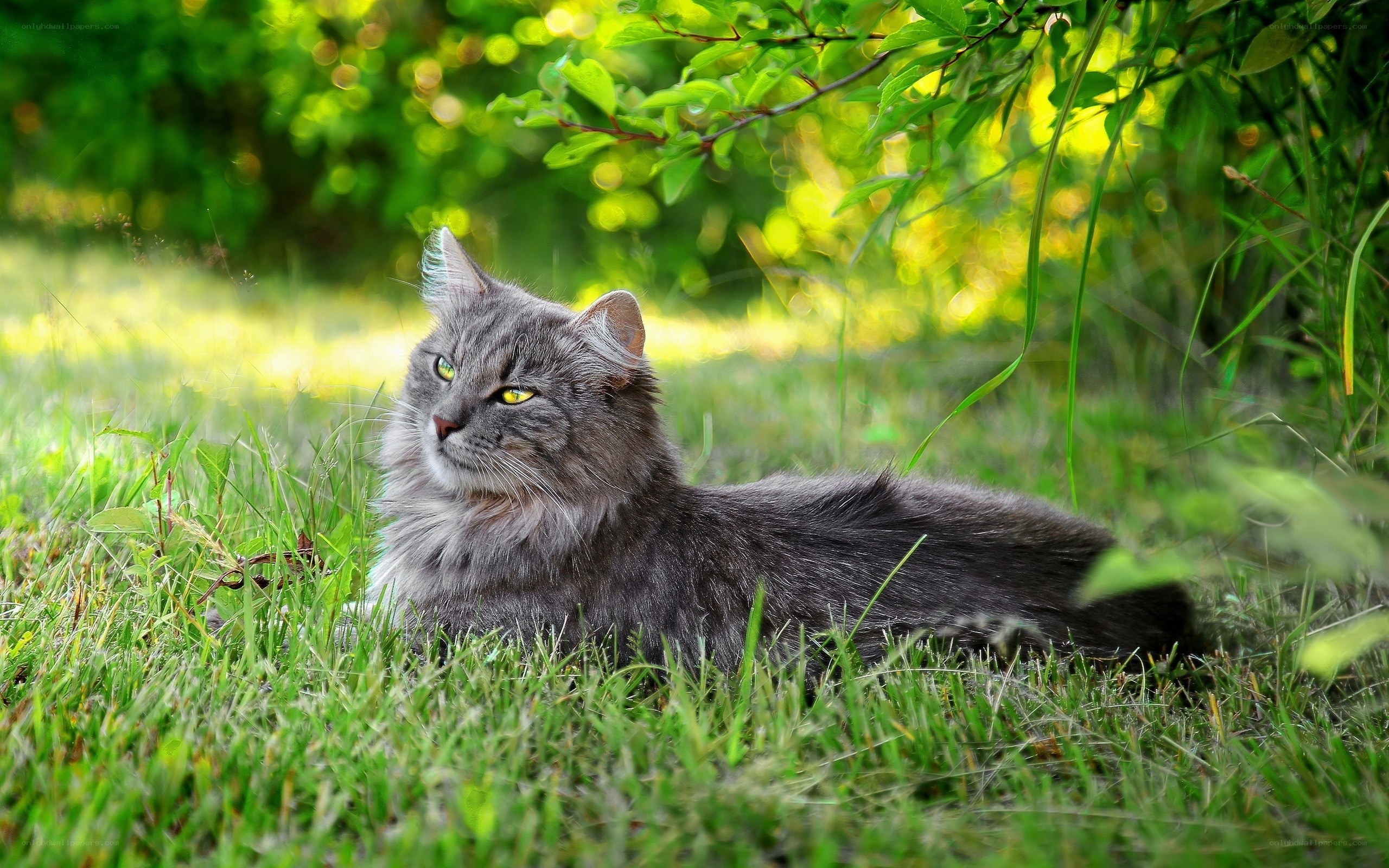 gray cat in green grass