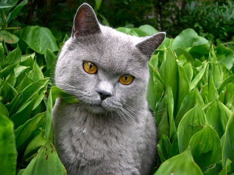 Gray Cat in Green Leaves