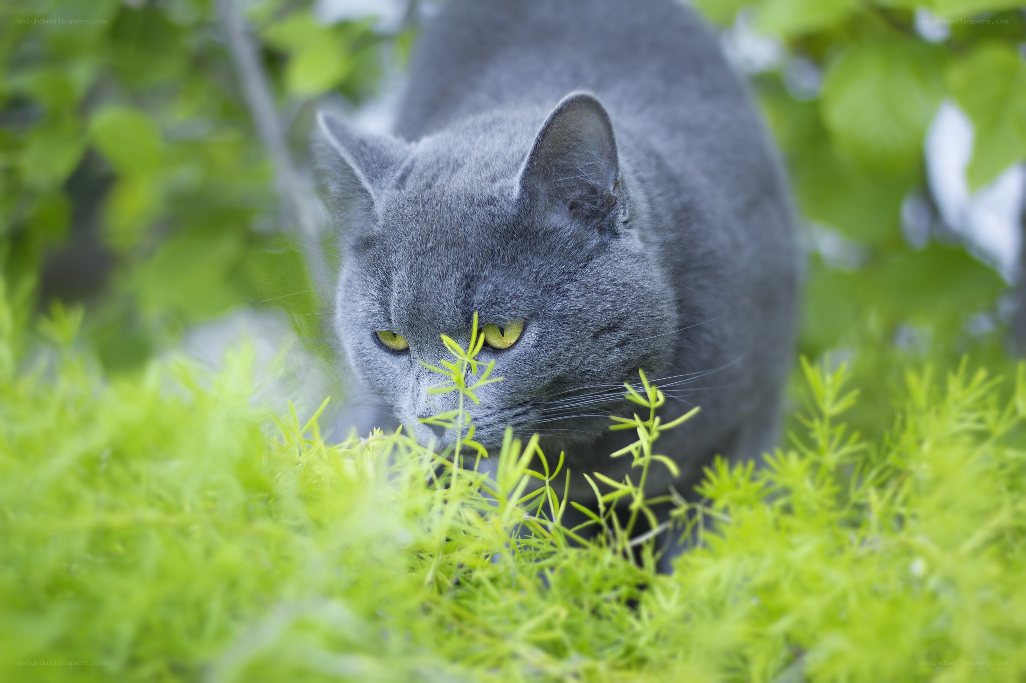 gray cat in green plants