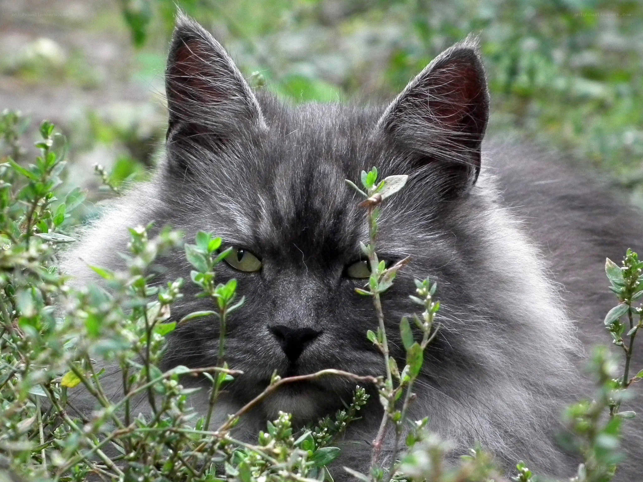 gray cat in green plants