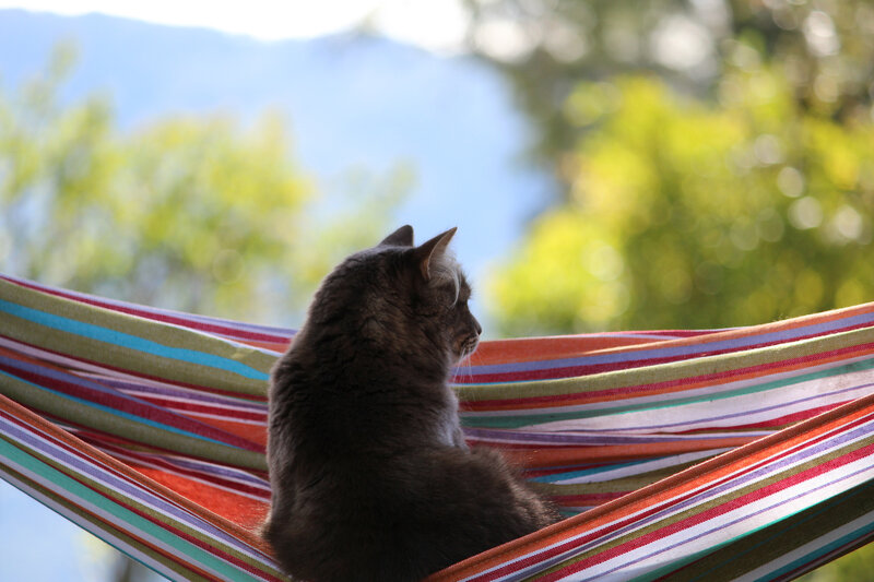 Gray Cat in Hammock