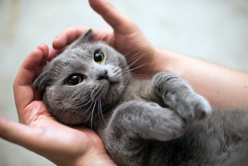 Gray Cat in Hands
