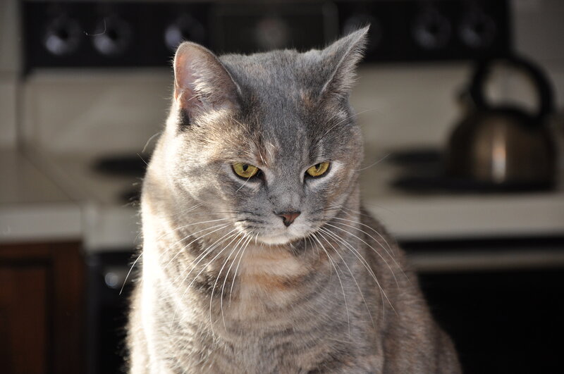 gray cat in kitchen