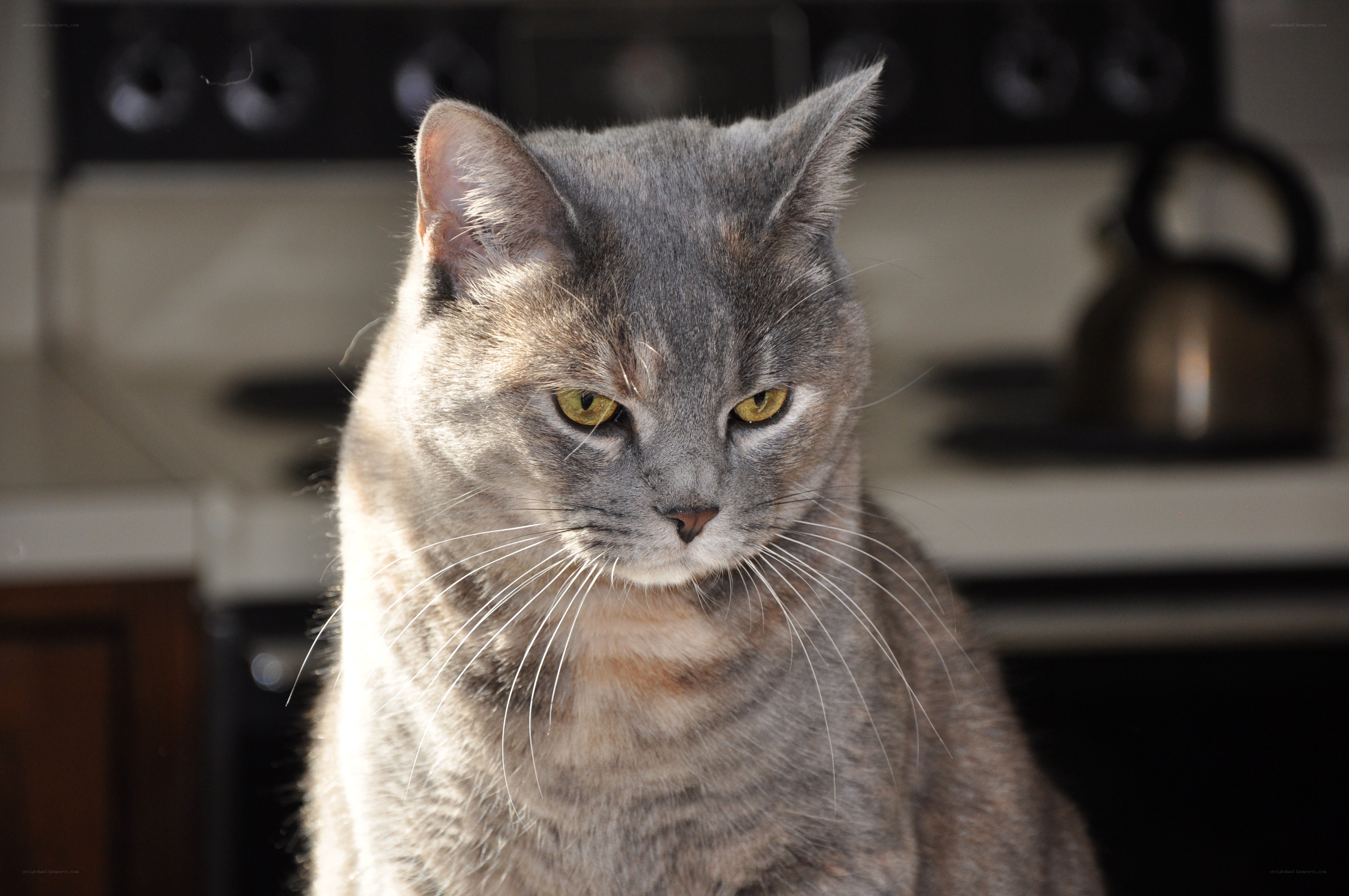 gray cat in kitchen