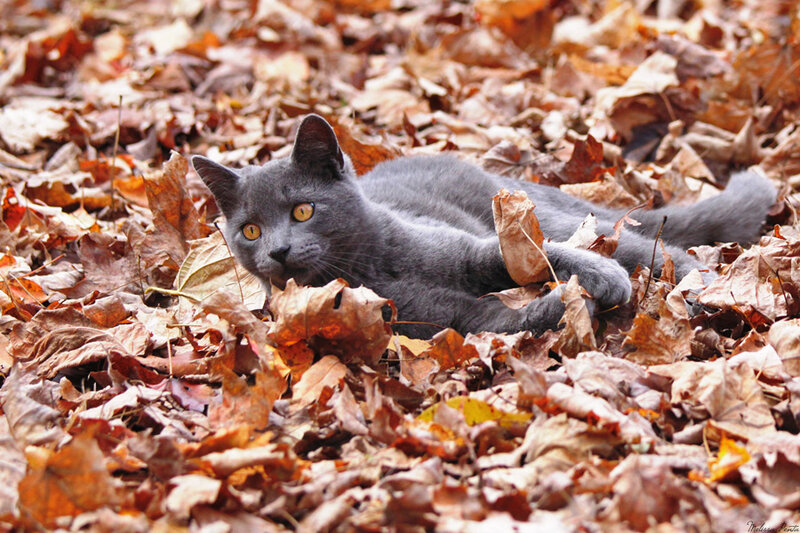 Gray Cat in Leaves