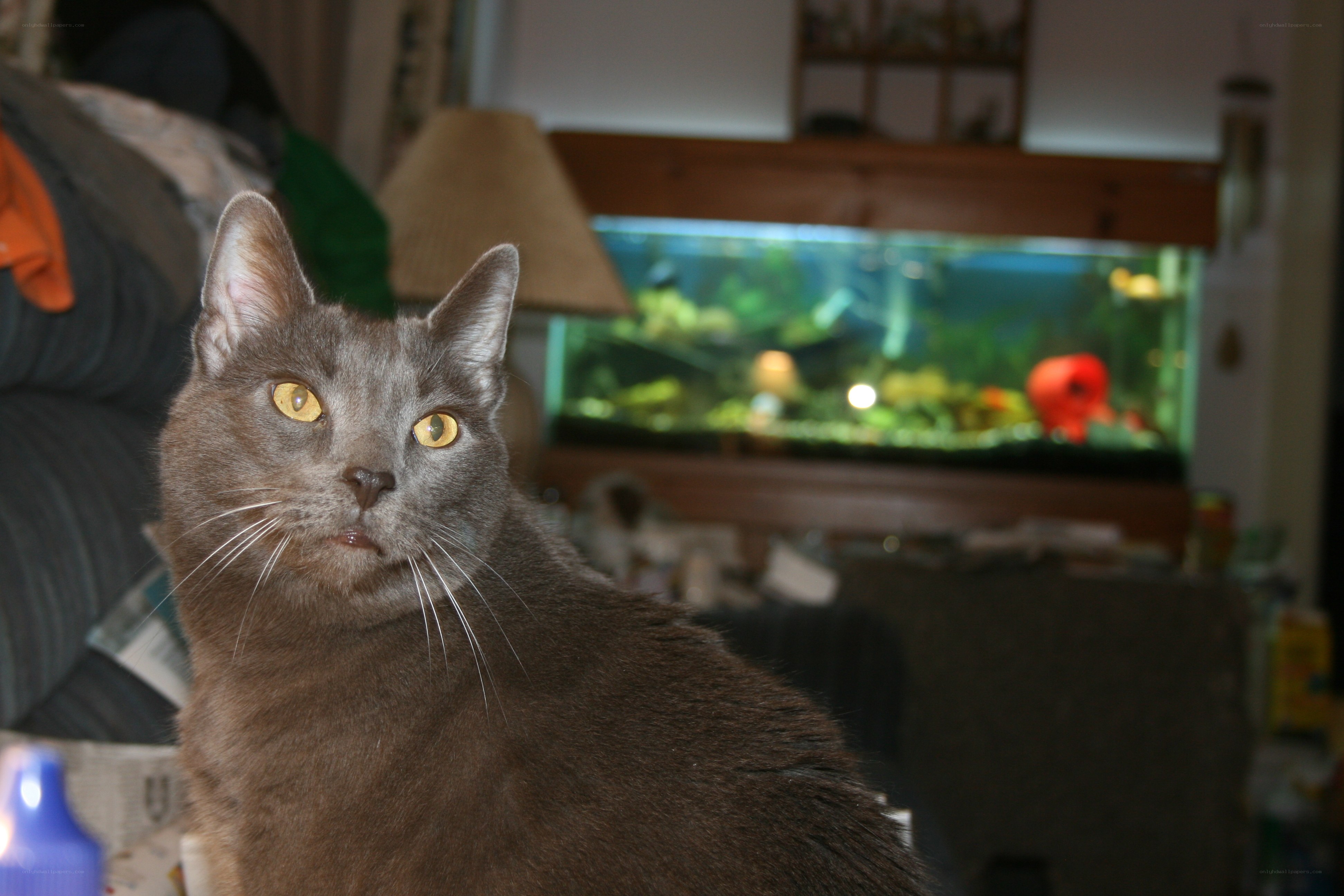 gray cat in living room